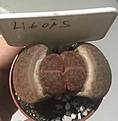 Нажмите на изображение для увеличения.

Название:	439DD4F0-2290-48E0-8EE7-E6703CD8E610.jpeg
Просмотров:	780
Размер:	155.7 Кб
ID:	502403
