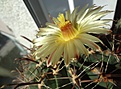 Нажмите на изображение для увеличения.

Название:	Ferocactus horridus  (2).JPG
Просмотров:	609
Размер:	138.9 Кб
ID:	502844