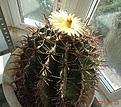 Нажмите на изображение для увеличения.

Название:	Ferocactus horridus .JPG
Просмотров:	583
Размер:	180.2 Кб
ID:	502845