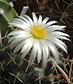Нажмите на изображение для увеличения.

Название:	4.2 Coryphantha maiz-tablasensis  голова от прив.JPG
Просмотров:	570
Размер:	109.9 Кб
ID:	502849