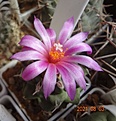 Нажмите на изображение для увеличения.

Название:	99.3 Turbinicarpus alonsoi (2).JPG
Просмотров:	550
Размер:	124.7 Кб
ID:	502850