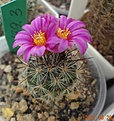 Нажмите на изображение для увеличения.

Название:	139.3 Gymnocactus viereckii Lau1159  (2).JPG
Просмотров:	534
Размер:	114.7 Кб
ID:	502851