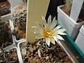 Нажмите на изображение для увеличения.

Название:	101.4 Turbinicarpus flaviflorus.JPG
Просмотров:	535
Размер:	123.3 Кб
ID:	502852