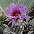 Нажмите на изображение для увеличения.

Название:	217.1 Echinocereus pectinatus, General Trias (Syn Echinocereus adustus) (2).JPG
Просмотров:	532
Размер:	110.6 Кб
ID:	502853