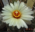 Нажмите на изображение для увеличения.

Название:	525.1 Coryphantha calipensis Z216 .JPG
Просмотров:	552
Размер:	113.6 Кб
ID:	502855