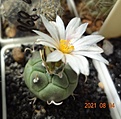 Нажмите на изображение для увеличения.

Название:	868.4 Turbinicarpus polaskii, La Bonita.JPG
Просмотров:	547
Размер:	107.5 Кб
ID:	502856