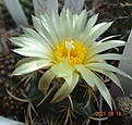 Нажмите на изображение для увеличения.

Название:	806.1 Coryphantha pycnacantha (2).JPG
Просмотров:	544
Размер:	121.0 Кб
ID:	502857