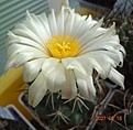 Нажмите на изображение для увеличения.

Название:	572.1 Coryphantha cornifera (2).JPG
Просмотров:	540
Размер:	110.1 Кб
ID:	502858