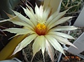 Нажмите на изображение для увеличения.

Название:	880.1 Coryphantha echinus SB 391, Pecos County, Texas, USA (2).JPG
Просмотров:	540
Размер:	132.0 Кб
ID:	502859
