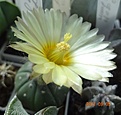 Нажмите на изображение для увеличения.

Название:	9999.82 Astrophytum asterias cv. Ooibo х SK V-тип не соотв виду.JPG
Просмотров:	881
Размер:	87.9 Кб
ID:	503627