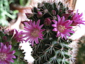 Нажмите на изображение для увеличения.

Название:	Mammillaria baskerbergiana.JPG
Просмотров:	670
Размер:	220.7 Кб
ID:	509881