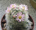 Нажмите на изображение для увеличения.

Название:	Mammillaria carmenae -1.JPG
Просмотров:	641
Размер:	199.6 Кб
ID:	509882