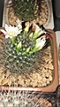 Нажмите на изображение для увеличения.

Название:	mammillaria.jpg
Просмотров:	842
Размер:	178.6 Кб
ID:	510752