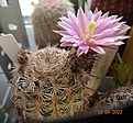 Нажмите на изображение для увеличения.

Название:	Echinocereus adustus SB 72.jpg
Просмотров:	640
Размер:	172.3 Кб
ID:	511405