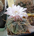 Нажмите на изображение для увеличения.

Название:	9999.62 Gymnocalycium eurypleurum.jpg
Просмотров:	641
Размер:	109.6 Кб
ID:	511406