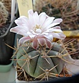 Нажмите на изображение для увеличения.

Название:	9999.62 Gymnocalycium eurypleurum.jpg
Просмотров:	607
Размер:	109.6 Кб
ID:	511406