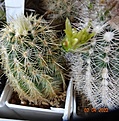 Нажмите на изображение для увеличения.

Название:	Echinocereus corelii SB 743.jpg
Просмотров:	469
Размер:	216.9 Кб
ID:	511798