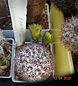 Нажмите на изображение для увеличения.

Название:	Echinocereus viridiflorus v.robustor HK 1007.jpg
Просмотров:	455
Размер:	151.0 Кб
ID:	511799