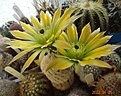 Нажмите на изображение для увеличения.

Название:	Echinocereus pectinatus v.wenigeri 'ctenoides' SB 1536 (3).jpg
Просмотров:	459
Размер:	189.9 Кб
ID:	511801