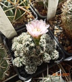 Нажмите на изображение для увеличения.

Название:	206.1 Gymnocalycium bruchii .jpg
Просмотров:	443
Размер:	180.8 Кб
ID:	511806