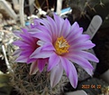 Нажмите на изображение для увеличения.

Название:	Turbinicarpus booleanus (3).jpg
Просмотров:	443
Размер:	138.6 Кб
ID:	511807