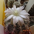 Нажмите на изображение для увеличения.

Название:	48.1 Gymnocalycium bruchii ssp. lafaldense VG 335, La Falda, Cordoba, 1354m.jpg
Просмотров:	436
Размер:	86.2 Кб
ID:	511808