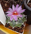 Нажмите на изображение для увеличения.

Название:	99.3 Turbinicarpus alonsoi  Xichu, Guanajuato (2).jpg
Просмотров:	439
Размер:	77.2 Кб
ID:	511809