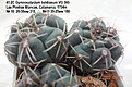 Нажмите на изображение для увеличения.

Название:	41.2С Gymnocalycium baldianum VG 565 Las Piedras Blancas, Catamarca, 1754m № 10  26-30мм 210, №11 20-25мм 180, 11.jpg
Просмотров:	520
Размер:	139.9 Кб
ID:	512752