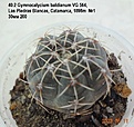 Нажмите на изображение для увеличения.

Название:	40.2 Gymnocalycium baldianum VG 564, Las Piedras Blancas, Catamarca, 1898m №1 30мм 200.jpg
Просмотров:	513
Размер:	144.7 Кб
ID:	512753