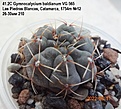 Нажмите на изображение для увеличения.

Название:	41.2С Gymnocalycium baldianum VG 565 Las Piedras Blancas, Catamarca, 1754m №13 26-30мм 210.jpg
Просмотров:	511
Размер:	153.4 Кб
ID:	512755