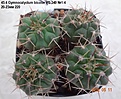 Нажмите на изображение для увеличения.

Название:	45.4 Gymnocalycium bicolor VG 540 №1-4  20-23мм 220.jpg
Просмотров:	514
Размер:	177.9 Кб
ID:	512756