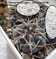 Нажмите на изображение для увеличения.

Название:	87.7 Gymnocalycium vatteri v. altautiense VG 302 №3 23мм 270.jpg
Просмотров:	496
Размер:	190.9 Кб
ID:	512766