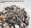 Нажмите на изображение для увеличения.

Название:	87.7 Gymnocalycium vatteri v. altautiense VG 302 №4 28мм 290.jpg
Просмотров:	491
Размер:	182.1 Кб
ID:	512767