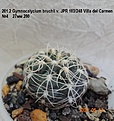 Нажмите на изображение для увеличения.

Название:	201.2 Gymnocalycium bruchii v. JPR 103{248 Villa del Carmen №4 27мм 280.jpg
Просмотров:	502
Размер:	136.5 Кб
ID:	512768