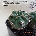 Нажмите на изображение для увеличения.

Название:	923.1 Gymnocalycium kroenleinii WR 805, La Rioja, Malanzan, Argentina  26мм 250.jpg
Просмотров:	500
Размер:	106.3 Кб
ID:	512771