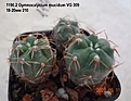 Нажмите на изображение для увеличения.

Название:	1190.2 Gymnocalycium mucidum VG 309  18-20мм 210.jpg
Просмотров:	512
Размер:	114.3 Кб
ID:	512772