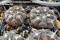 Нажмите на изображение для увеличения.

Название:	1197.2 Gymnocalycium riojense v. sanjuanense VG 1140 №1,2  18-20мм 220.jpg
Просмотров:	503
Размер:	143.9 Кб
ID:	512773