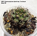 Нажмите на изображение для увеличения.

Название:	1490.1 Gymnocalycium damsii ssp. Torulosum  29мм 300.jpg
Просмотров:	483
Размер:	171.0 Кб
ID:	512777