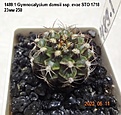 Нажмите на изображение для увеличения.

Название:	1489.1 Gymnocalycium damsii ssp. evae STO 1718  23мм 250.jpg
Просмотров:	488
Размер:	144.9 Кб
ID:	512778