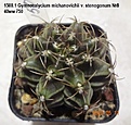 Нажмите на изображение для увеличения.

Название:	1500.1 Gymnocalycium michanovichii v. stenogonum №8  40мм 750.jpg
Просмотров:	486
Размер:	142.2 Кб
ID:	512779