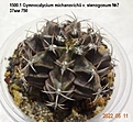 Нажмите на изображение для увеличения.

Название:	1500.1 Gymnocalycium michanovichii v. stenogonum №7 37мм 750.jpg
Просмотров:	485
Размер:	148.5 Кб
ID:	512780