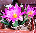 Нажмите на изображение для увеличения.

Название:	IMG_20221003_163602.jpg
Просмотров:	744
Размер:	245.6 Кб
ID:	517930