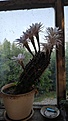 Нажмите на изображение для увеличения.

Название:	Echinopsis_sp.jpg
Просмотров:	464
Размер:	151.4 Кб
ID:	521945