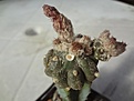 Нажмите на изображение для увеличения.

Название:	Astrophytum asterias cv. Lizard Skin 1700RUR 20,0EUR (200+1500).jpg
Просмотров:	1016
Размер:	115.4 Кб
ID:	523173