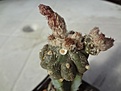 Нажмите на изображение для увеличения.

Название:	Astrophytum asterias cv. Lizard Skin 1700RUR 20,0EUR (200+1500).jpg
Просмотров:	877
Размер:	115.4 Кб
ID:	523173