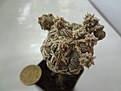 Нажмите на изображение для увеличения.

Название:	Astrophytum myriostigma cv.  Special Onzuka х Fukuryu 2200RUR 25,9EUR (ТО) (200+2000).jpg
Просмотров:	875
Размер:	123.1 Кб
ID:	523175