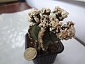 Нажмите на изображение для увеличения.

Название:	Astrophytum myriostigma cv.  Super Rokkotsu 1500RUR 17,6EUR (ТО) (200+1300).jpg
Просмотров:	1016
Размер:	106.7 Кб
ID:	523176