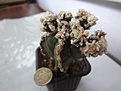 Нажмите на изображение для увеличения.

Название:	Astrophytum myriostigma cv.  Super Rokkotsu 1500RUR 17,6EUR (ТО) (200+1300).jpg
Просмотров:	876
Размер:	106.7 Кб
ID:	523176