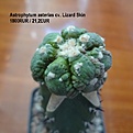 Нажмите на изображение для увеличения.

Название:	Astrophytum asterias cv. Lizard Skin 1800RUR 21,2EUR (1500+300).jpg
Просмотров:	289
Размер:	93.6 Кб
ID:	523586