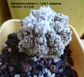 Нажмите на изображение для увеличения.

Название:	Astrophytum asterias cv. Turtle f. caespitosa 1300 RUR  15,3EUR (250).jpg
Просмотров:	286
Размер:	137.4 Кб
ID:	523587